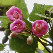Dombeya elegans cordem.mahot rose.malvaceae.endémique Réunion. (2).jpeg